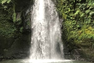 Ubud: Monkey Forest, risterrasser, vattentempel, vattenfall