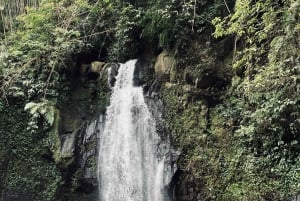 Ubud: Monkey Forest, risterrasser, vattentempel, vattenfall