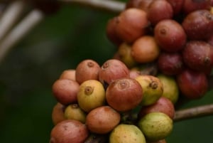 Ubud: Małpi Las, tarasy ryżowe, świątynie wodne, wodospady