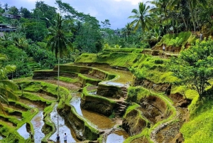 Ubud:Monkey Forest,Rice Terraces,Temple & Waterfalls Tours