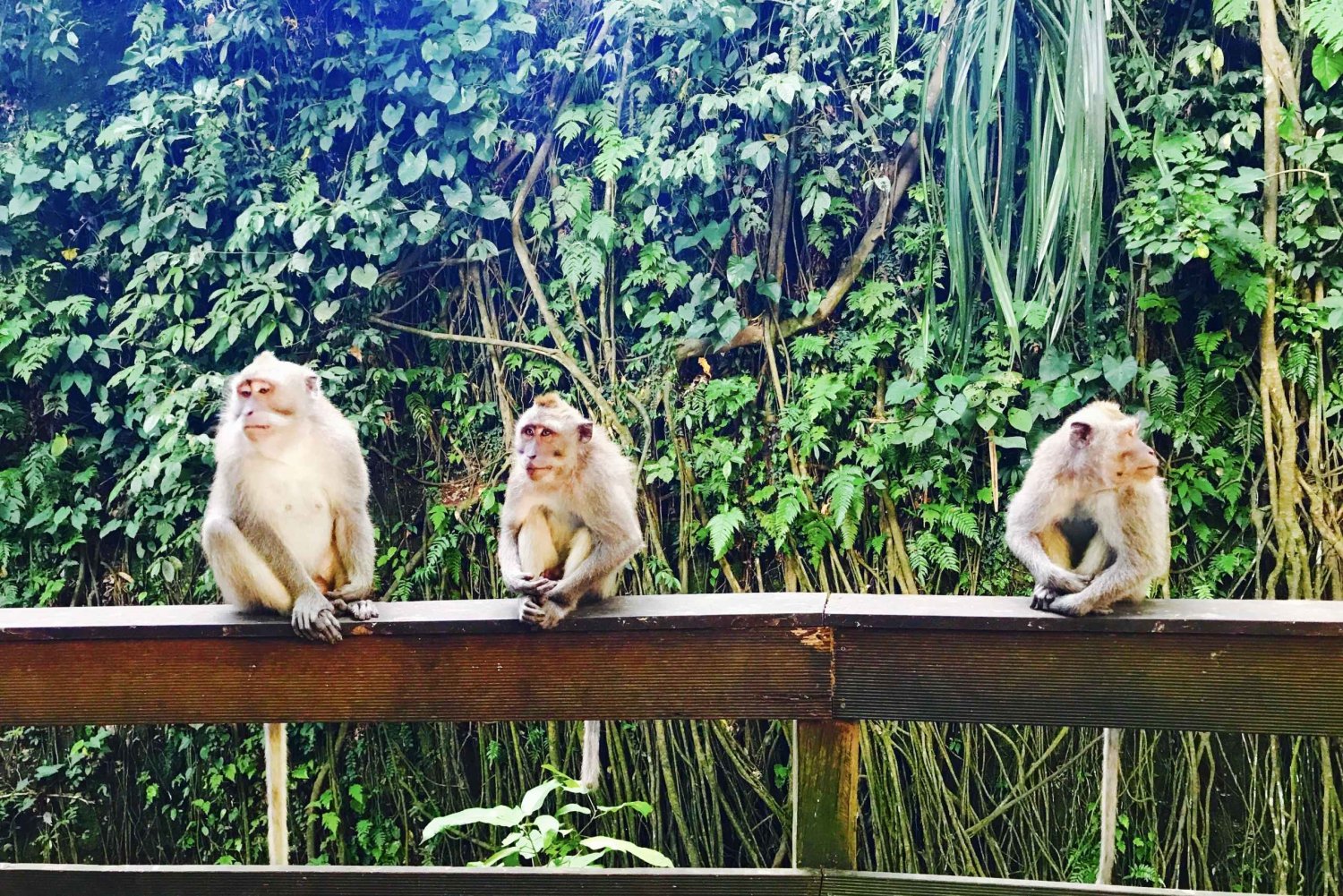 Ubud: Monkey Forest Sanctuary and Jungle Swing Private Tour