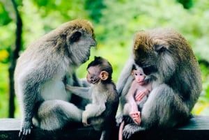 Ubud: Monkey Forest Sanctuary & Jungle Swing Half-Day Tour
