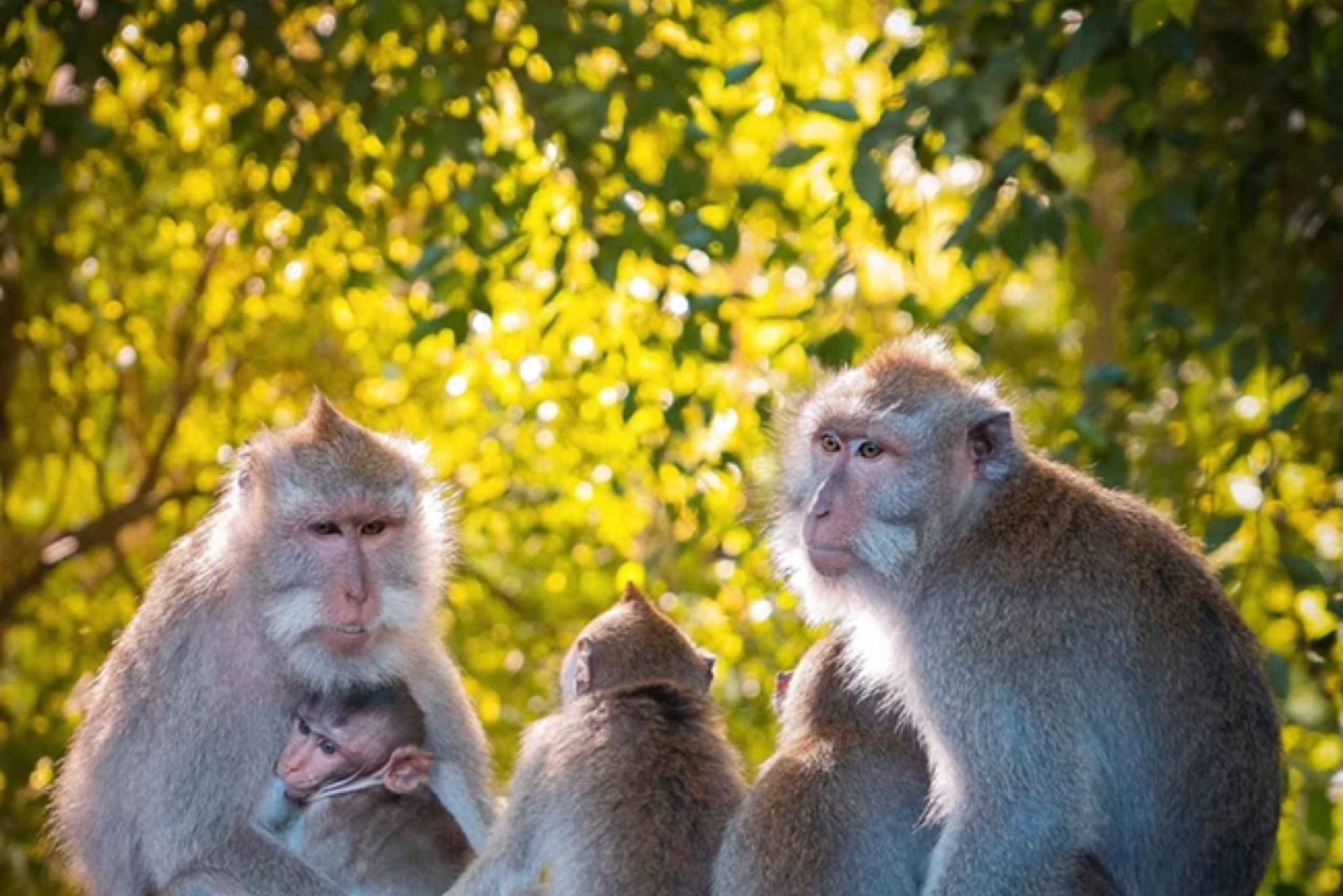 Ubud: Monkey Forest, Temple, Rice Terraces, Hidden Waterfall