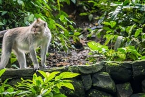 Ubud: Apenbos, tempel, rijstterrassen, verborgen waterval