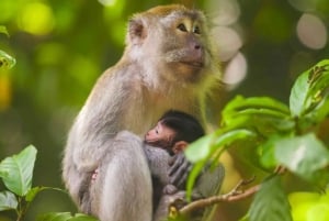 Ubud: Apenbos, tempel, rijstterrassen, verborgen waterval