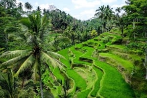 Ubud: Apenbos, tempel, rijstterrassen, verborgen waterval