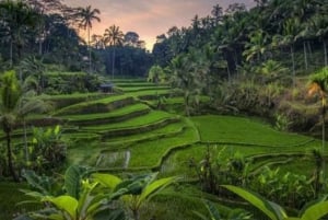 Ubud: Apenbos, tempel, rijstterrassen, verborgen waterval