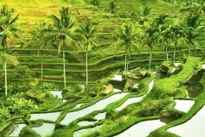 Ubud: Apenbos, tempel, rijstterrassen, verborgen waterval