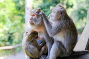 Ubud: Apekogen, tempel, risterrasser, skjult fossefall