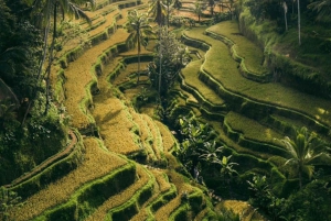 Ubud: Apekogen, tempel, risterrasser, skjult fossefall