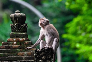 Ubud: Apekogen, tempel, risterrasser, skjult fossefall
