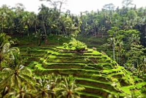Ubud: Apekogen, tempel, risterrasser, skjult fossefall
