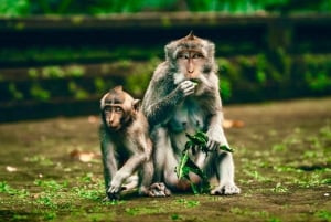Ubud: Apekogen, tempel, risterrasser, skjult fossefall