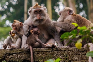 Ubud: Apekogen, tempel, risterrasser, skjult fossefall