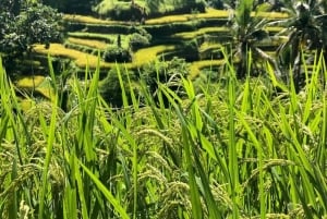 Ubud: Monkey Forest, Temple, Rice Terraces, Hidden Waterfall