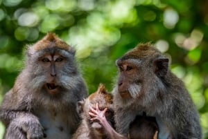 Ubud: Monkey Forest, Temple, Rice Terraces, Hidden Waterfall