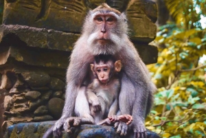 Ubud: Monkey Forest, Temple, Rice Terraces, Hidden Waterfall