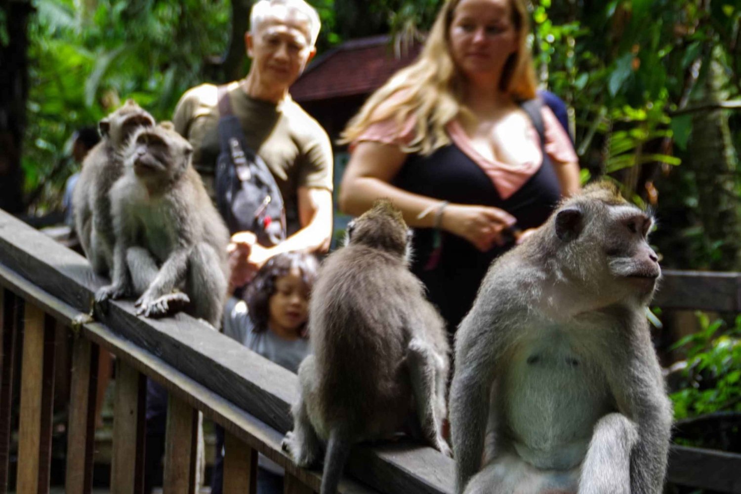 Ubud Monkey Forest, Waterfall, Temple and Rice Terrace Tour