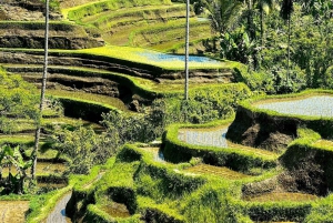 Ubud Monkey Forest, Rice Terrace & Waterfalls Tour