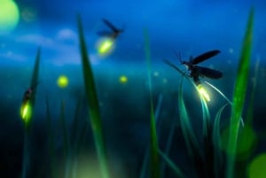 Bali: rytuały kulturowe, lokalna kuchnia i przygoda z świetlikami