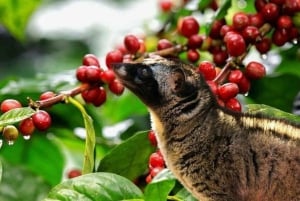 Ubud: Alas Harum, tempel och vattenfall på Bali – privat tur
