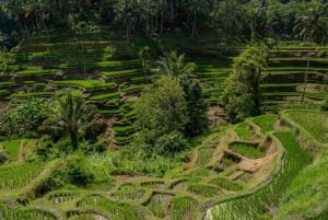 Ubud Photography Tour: Swing, Waterfall & Rice Terrace