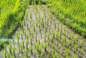 Ubud: Private Cooking Class with Market & Organic Farm Visit