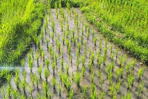 Ubud: aula de culinária privada com visita ao mercado e à quinta orgânica