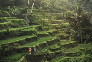 Ubud : Private Day Tour Waterfall And Rice Terrace.