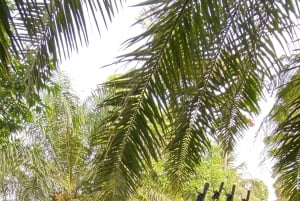 Ubud: Sykkeltur nedoverbakke med rismarker, vulkan og måltid