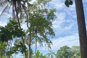 Ubud: PRIVATE E-bike Tour inside Rice Field with meal & pool