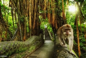 Ubud: Privat halvdagsutflykt med risterrass och vattenfall