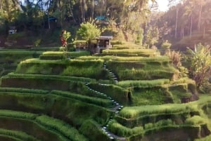 Ubud: Private Scenic Waterfalls and Rice Terraces Tour