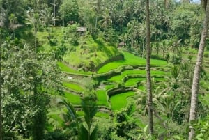 Ubud One Day Private Tour with Driver-Guide