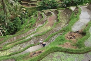 Ubud One Day Private Tour with Driver-Guide