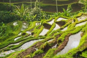 Ubud: Private Tour with Gunung Kawi Temple & Waterfall