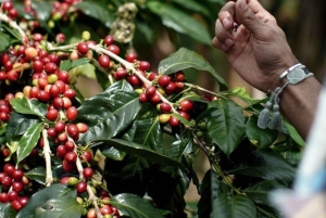 Ubud: privétour met Gunung Kawi-tempel en waterval
