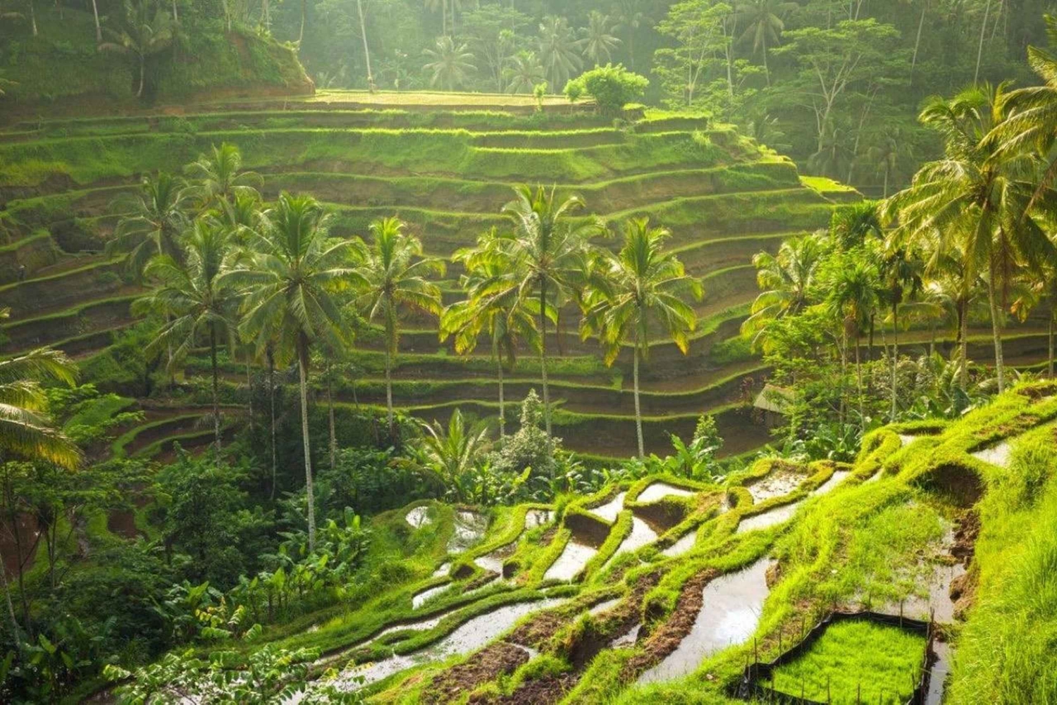 Ubud: Rice Planting, Coconut Oil Class and Waterfall