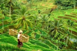 Ubud: Rice Planting, Coconut Oil Class and Waterfall