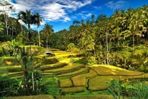 Ubud: Rice Planting, Coconut Oil Class and Waterfall