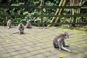 Ubud: Bosque de Monos, Terraza de Arroz, Cascadas Ocultas y Más