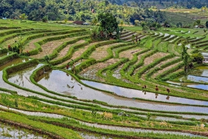 Ubud: Affenwald, Reisterrasse, versteckte Wasserfälle & mehr