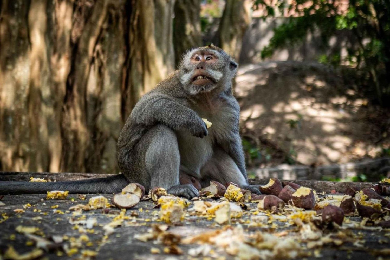 أوبود شرفة الأرز، غابة القرود، جولة خاصة في الشلال