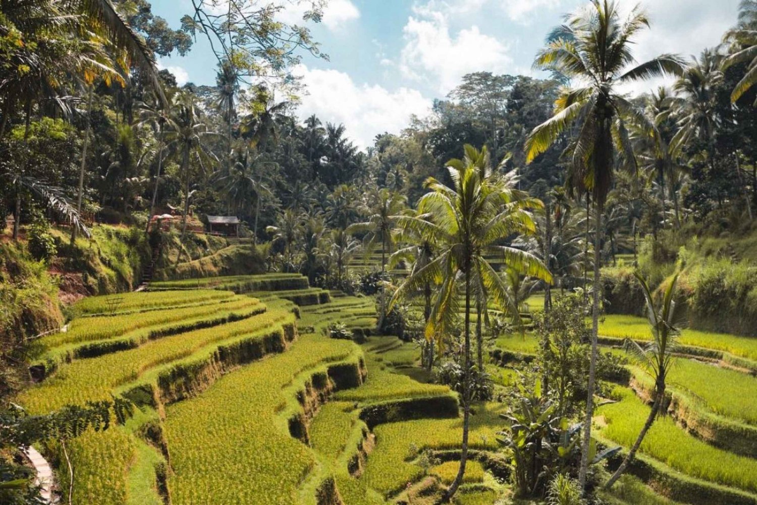 أوبود شرفة الأرز، غابة القرود، جولة خاصة في الشلال