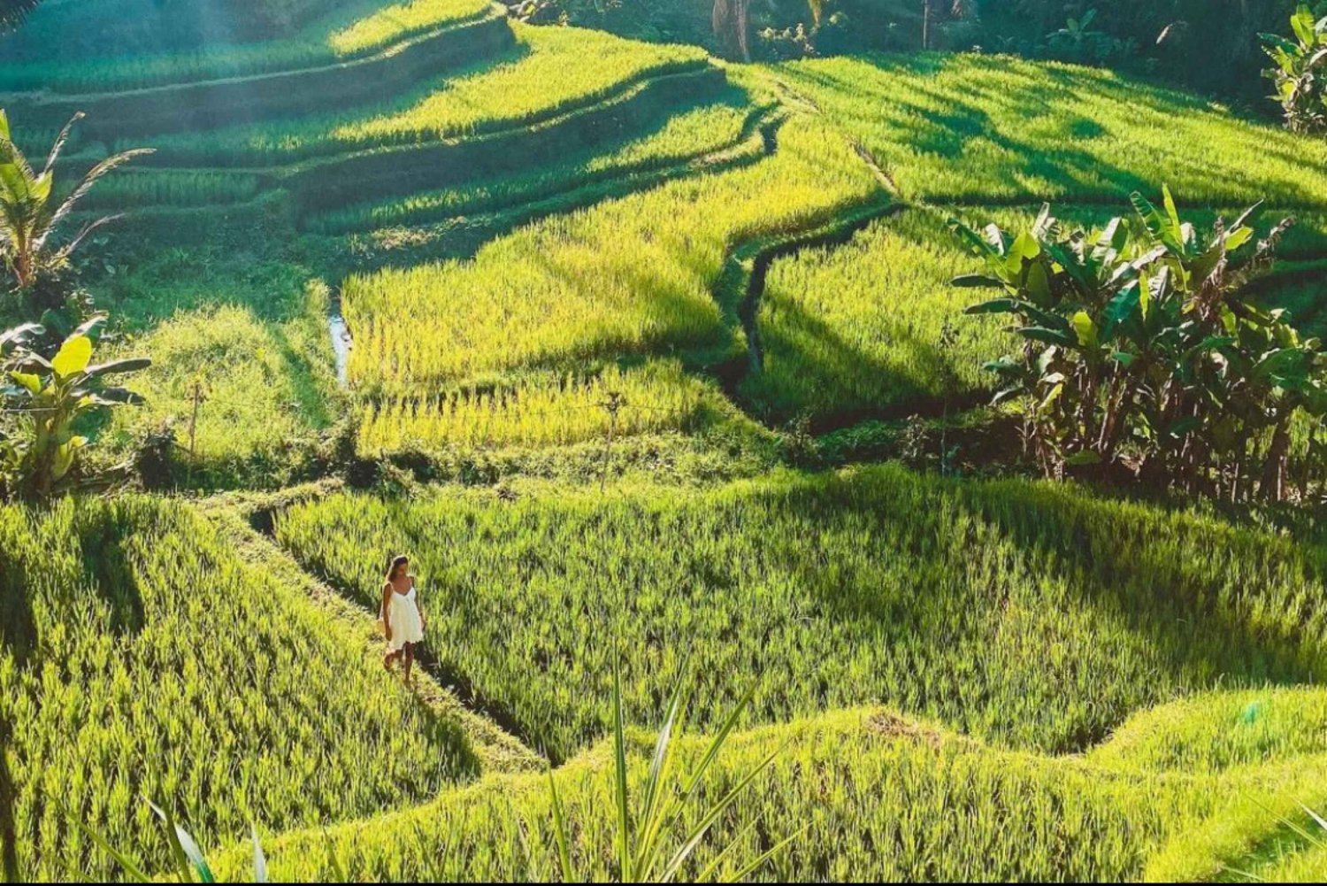 أوبود شرفة الأرز، غابة القرود، جولة خاصة في الشلال