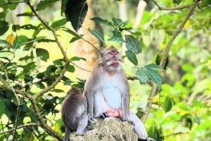 أوبود شرفة الأرز، غابة القرود، جولة خاصة في الشلال