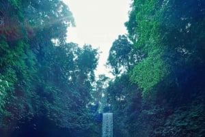 أوبود شرفة الأرز، غابة القرود، جولة خاصة في الشلال