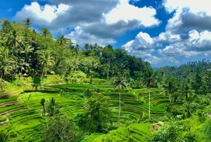 Ubud rice terrace, waterfall, and temple guided trip Bali