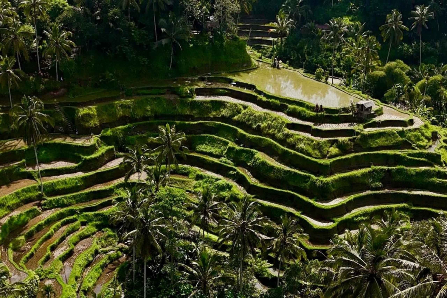 Ubud: Rice Terrace, Waterfall, Water Temple & More