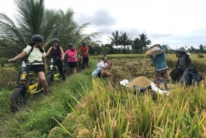 Ubud: Rice Terraces & Villages Half-Day Fat Tire E-Bike Tour: Rice Terraces & Villages Half-Day Fat Tire E-Bike Tour